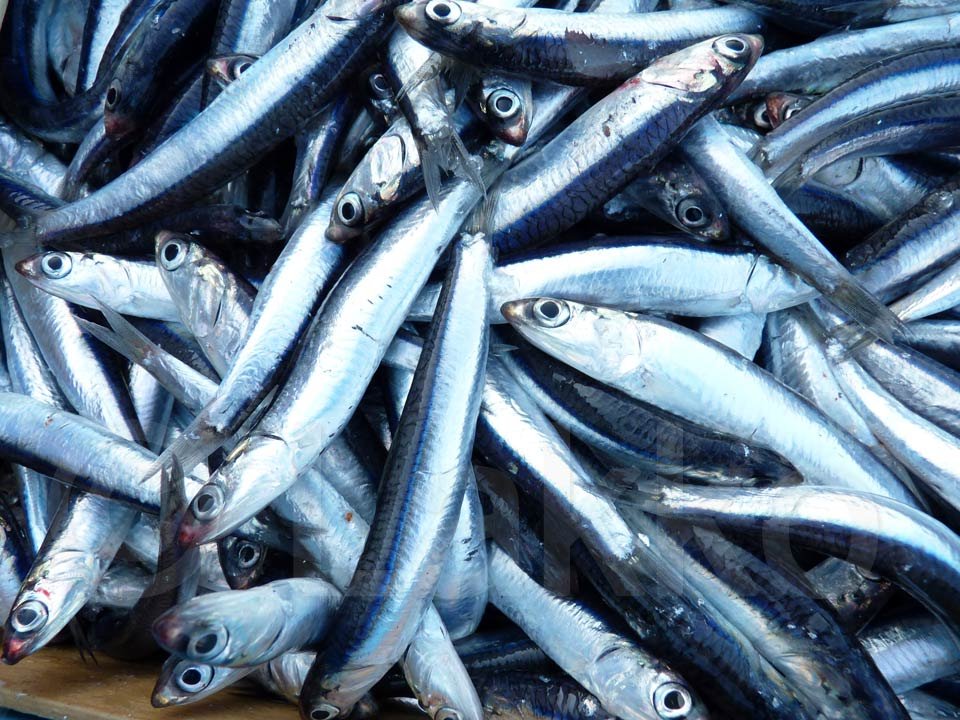 Sauce tomate en pot et anchois frais